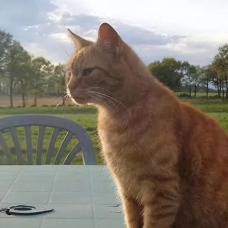 Frühstückspension Astrofarm Confolens